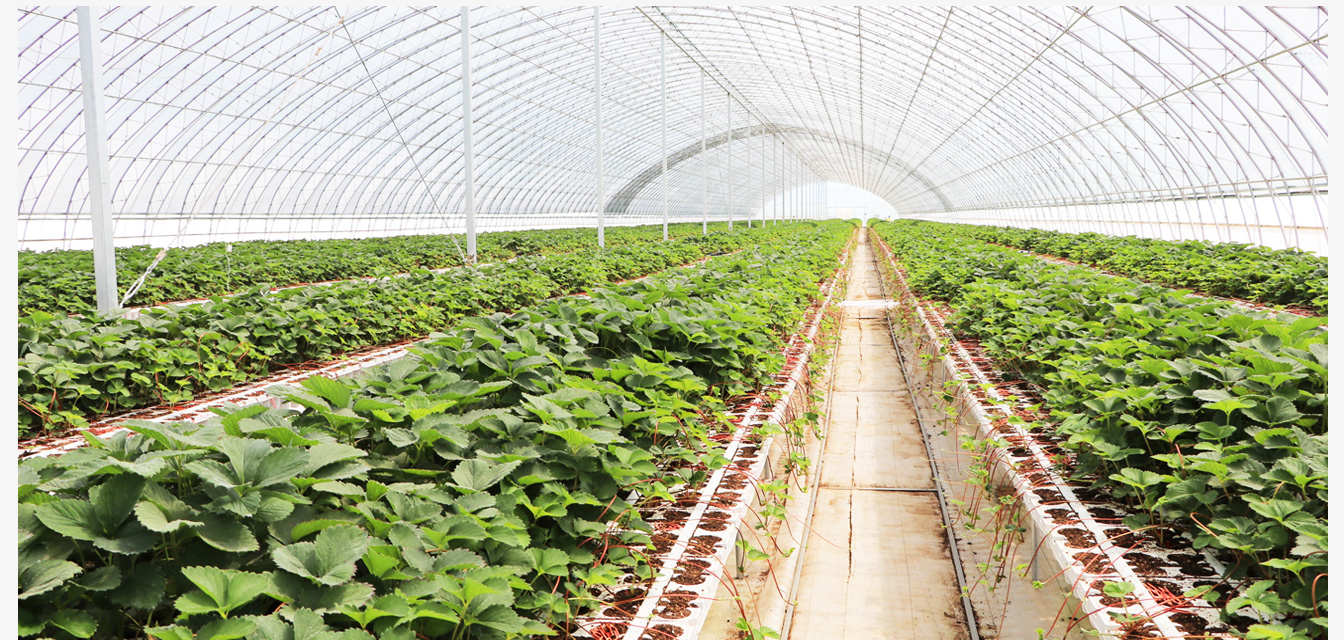 準(zhǔn)格爾旗現(xiàn)代智慧設(shè)施農(nóng)業(yè)產(chǎn)業(yè)園_19.jpg 準(zhǔn)格爾旗現(xiàn)代智慧設(shè)施農(nóng)業(yè)產(chǎn)業(yè)園_19.jpg